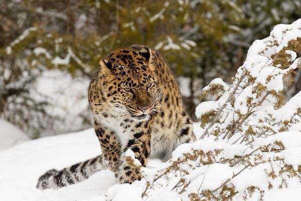 Amur leopard-Panthera pardus orientalis-controlled situation
